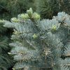 Spruce Blue The Blues #3 - Image 2